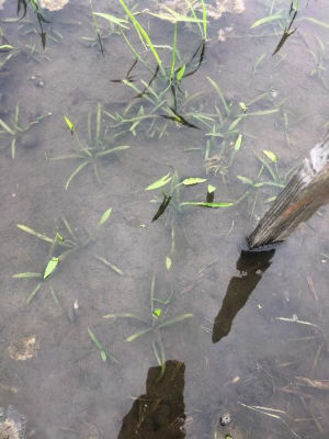 2020年6月25日　散布前