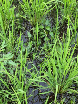 2020年6月27日　散布前