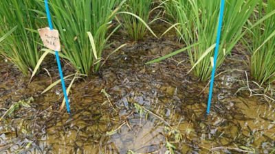 2020年7月12日　散布後