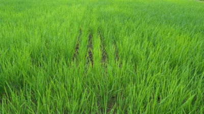 2020年6月27日　散布後