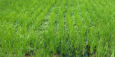 2020年6月15日　散布前