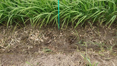 2020年7月15日　散布後