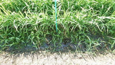 2020年7月9日　散布前