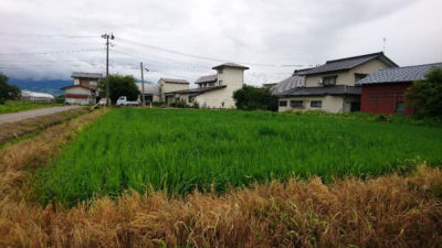 2020年7月29日　散布前