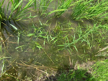 2020年7月2日　散布前