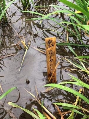 2020年7月3日　散布後