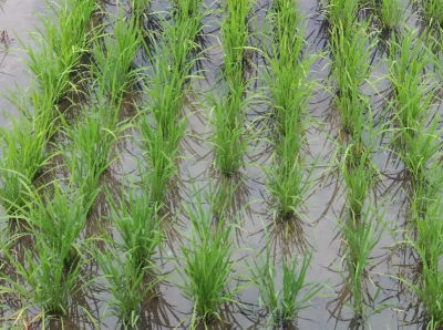 2020年7月10日　散布後