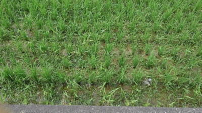 2020年6月24日　散布前