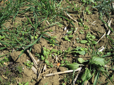 An opportunity for autumn herbicides 