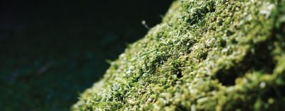 Інокулянти