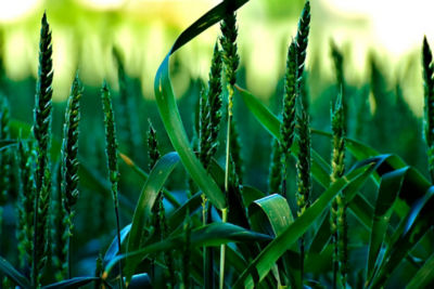 Mojantes, biológicos y estabilizador de nitrógeno