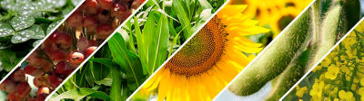 Semillas girasol, maíz, colza, alfalfa, sorgo, soja