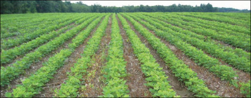 Soybeans in field