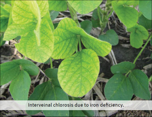 Soybean interveinal chlorosis due to iron deficiency