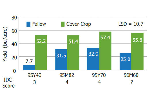 Soybean yield response comparing the impact of a cover crop vs. a fallow field in 2012.