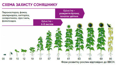 Схема защиты подсолнечника