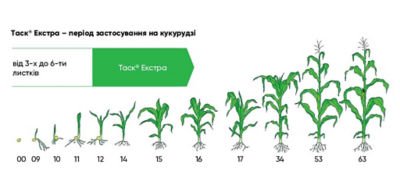 Таск® Екстра – період застосування на кукурудзі