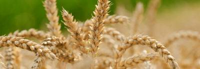 healthy wheat crop close up