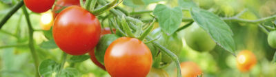 Tomato_Banner