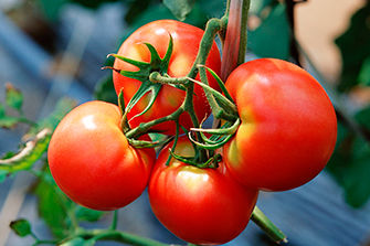 tomatoes