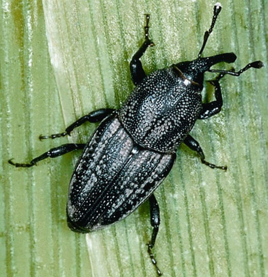 Wireworms Corn Pioneer Seeds